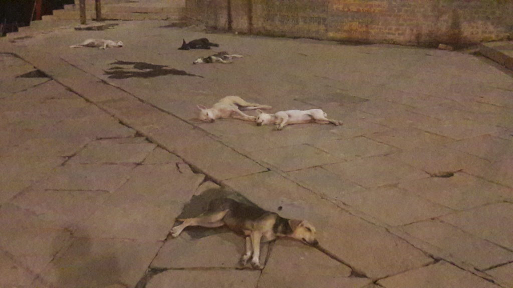 on voit 5 chiens qui dorment sur le sol en pierre de Varannasi. C'est une journée de Mai, il fait très chaud!